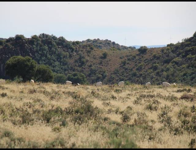 31HA FARM FOR SALE IN MIDDELBURG RURAL